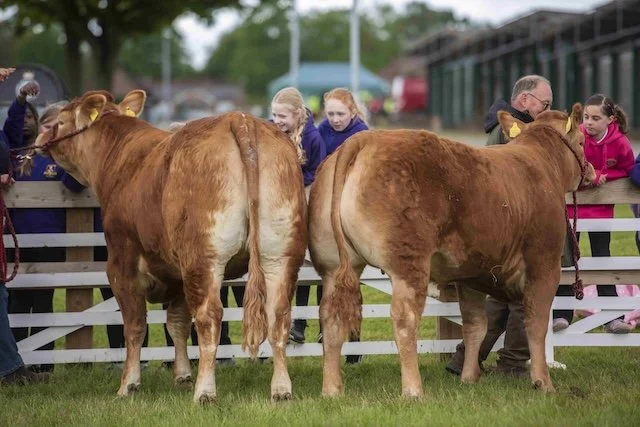 Children meeting cattle at Countryside Days.jpg