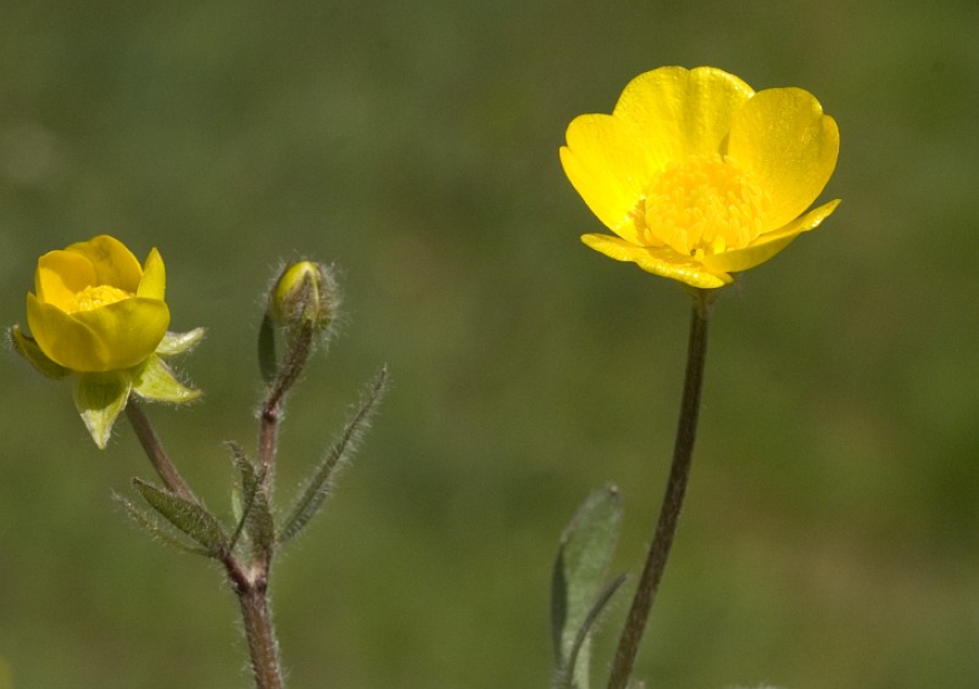 Ranunculus bulbosus