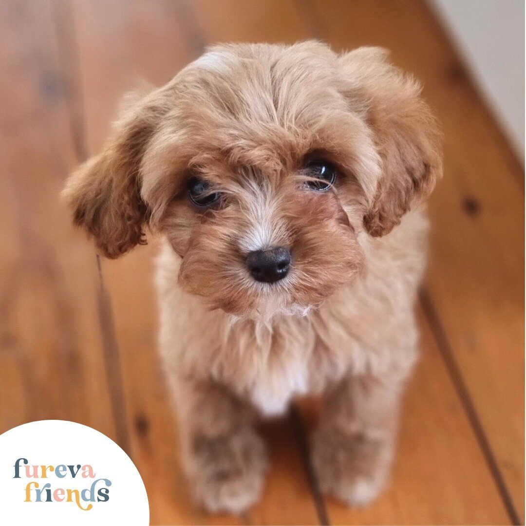 Is it possible to be too cute?! 😍🤗

Meet our litter of puppies for yourself. You won't be disappointed!
📲 Chat to us to schedule a video call!
.
.
.
.
.
.
#furevafriends #furevadogs #furevapuppies #dogsofinstagram #dogbreeder #sydneydogs #sydneypu