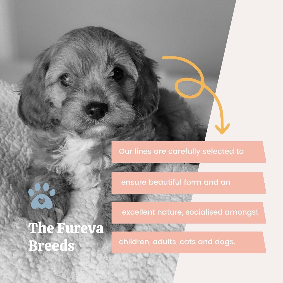 We've got pups, and they're all pretty darn cute! 🐶🤗

But we don't just breed them for looks&mdash;we also make sure they're healthy and friendly. 💖
We carefully select our lines to ensure beautiful form and excellent nature. 

✅ Our puppies are s