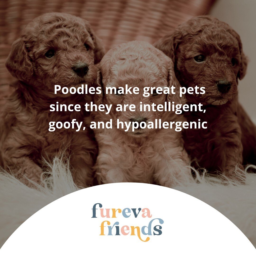 Poodles are one of the most popular breeds of dogs.

They make great pets because they're
🐾 intelligent,
🐾 goofy, and
🐾 hypoallergenic.

They're funny and playful&mdash;they love to play with their toys and do tricks!
 The best way to get your poo