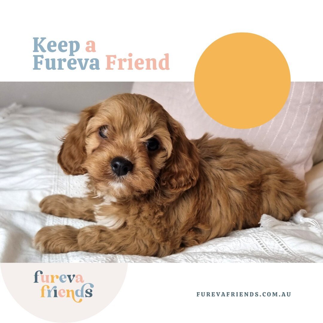 Home is where someone runs to greet you. 🏠

Find your perfect companion today 🐶
💻 visit our website (LINK IN BIO)
.
.
.
.
.
#furevafriends #furevadogs #furevapuppies #dogsofinstagram #dogbreeder #sydneydogs #sydneypuppies #cutedogs #cutepuppies #p