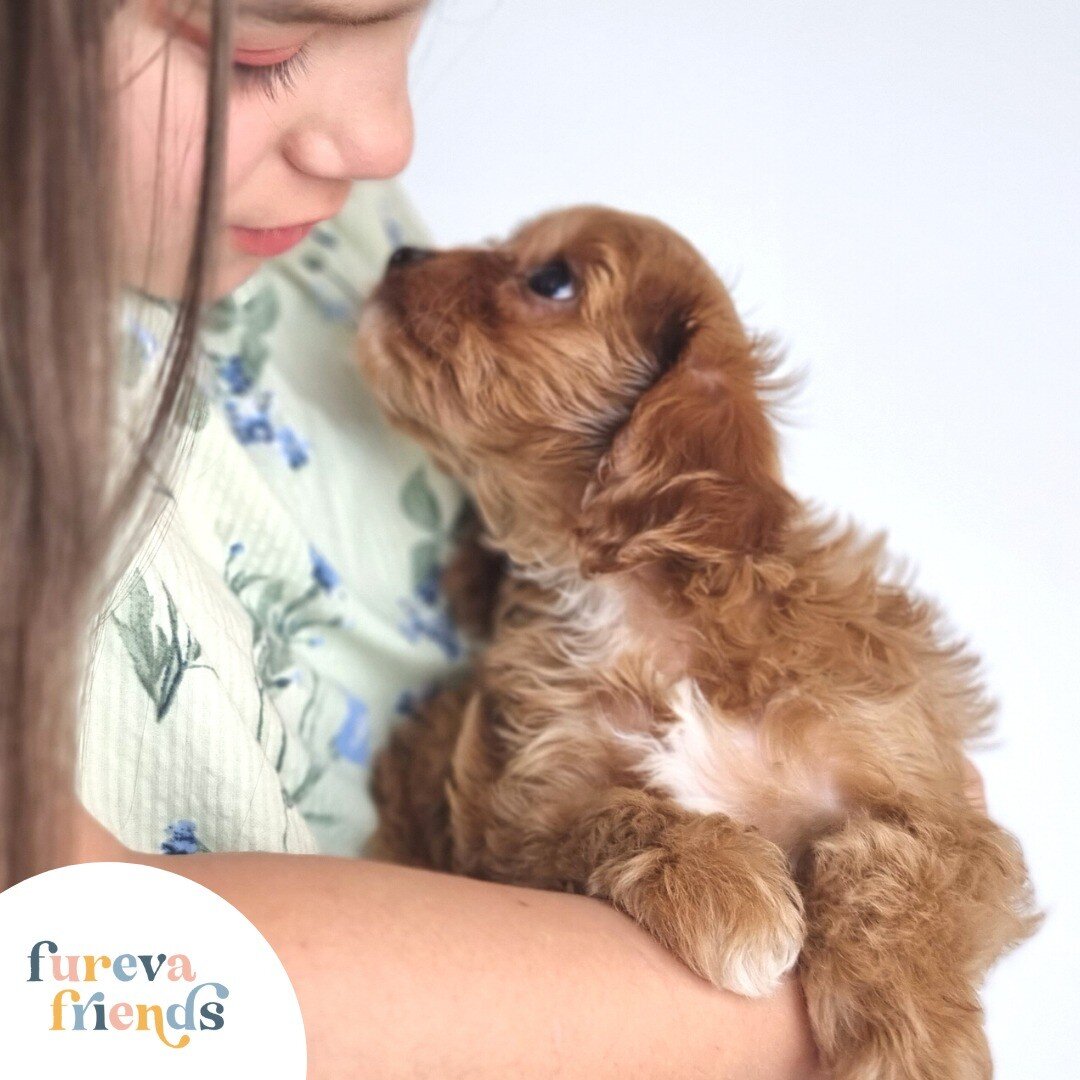 A dog&rsquo;s best friend is its owner. So, be the person your dog thinks you are. 🥰

.
.
.
.
.
#furevafriends #furevadogs #furevapuppies #dogsofinstagram #dogbreeder #sydneydogs #sydneypuppies #cutedogs #cutepuppies #puppy #dogs #doglover #puppylov