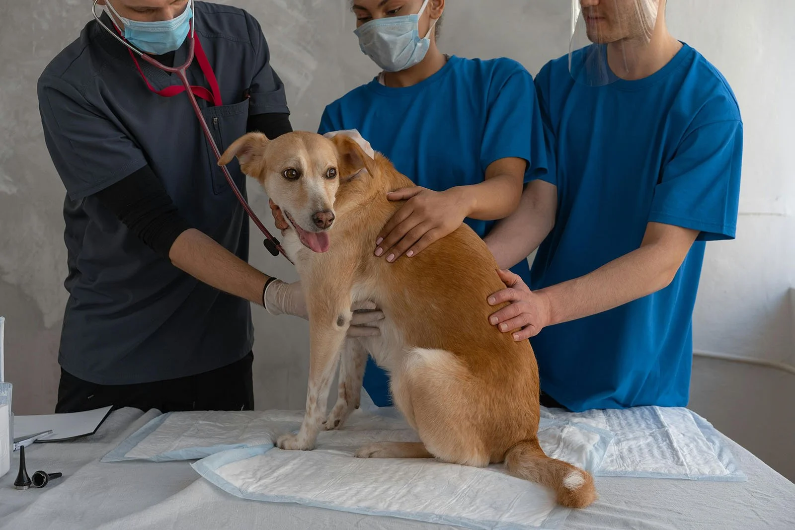Cute dog on the veterinary table, undergoing a checkup