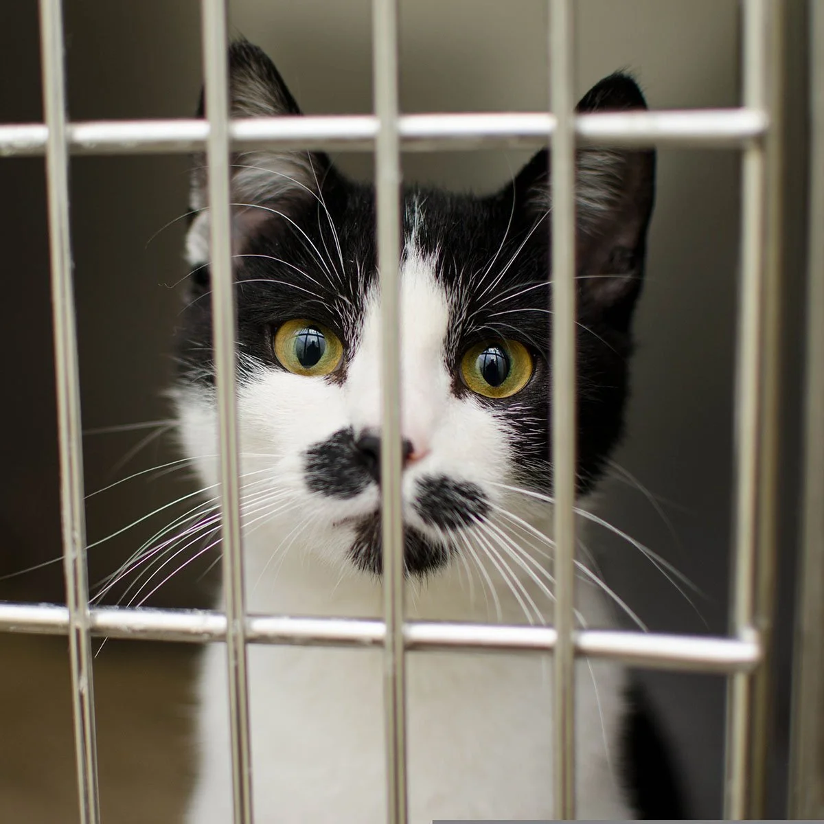 Cat in a crate at an animal welfare center