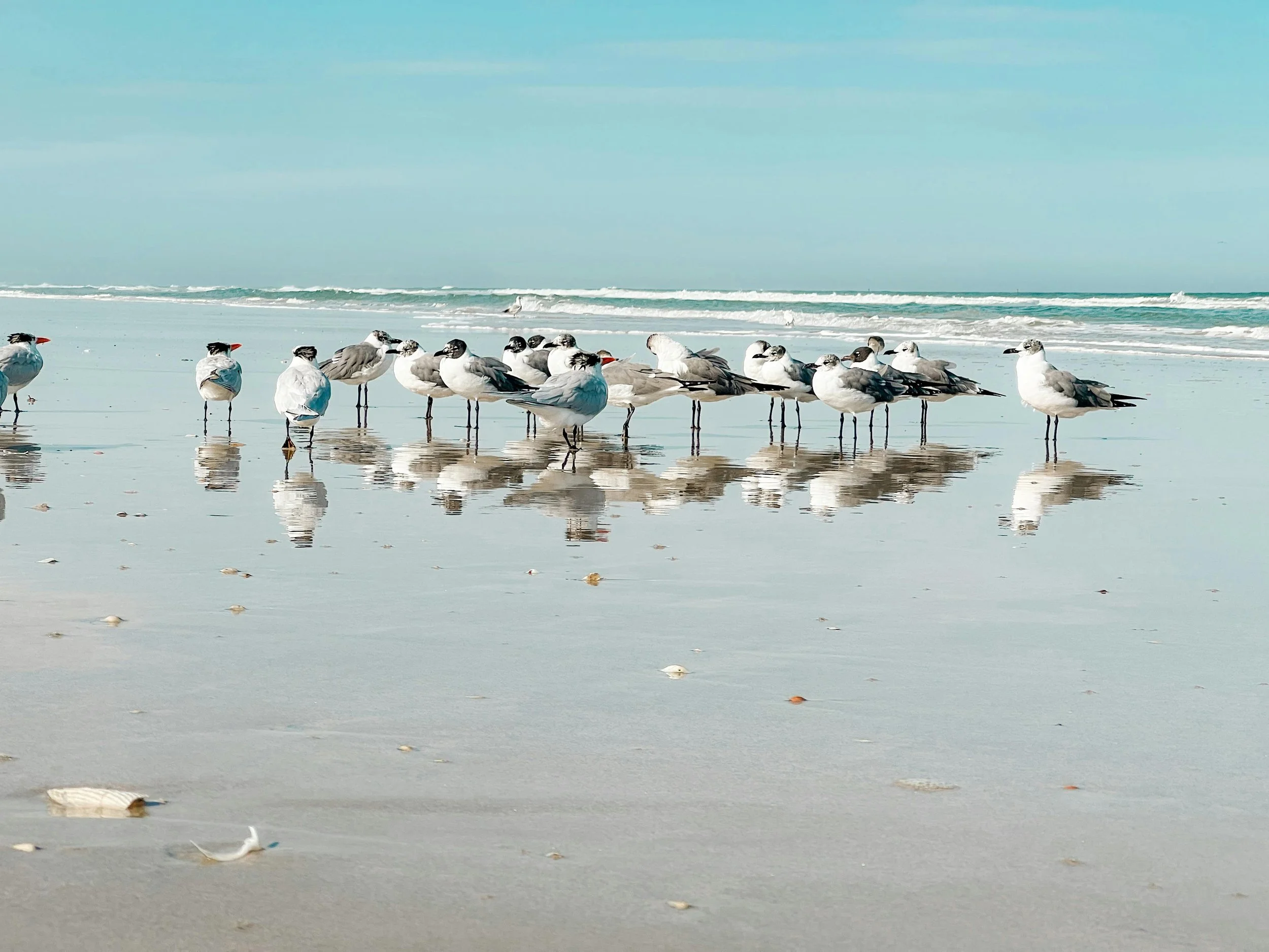 Daytona Beach seagulls