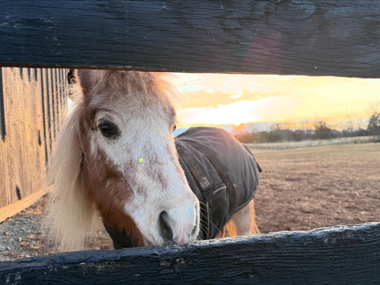 Merry Christmas morning at Ohana 🎄🎀🎄

We fed, watered, and played with all the animals today. Chickens, ducks, horses, minis, donkeys, chinchillas, and cats, just to name a few.

This place has deeply enriched my life, and it feels so good to give