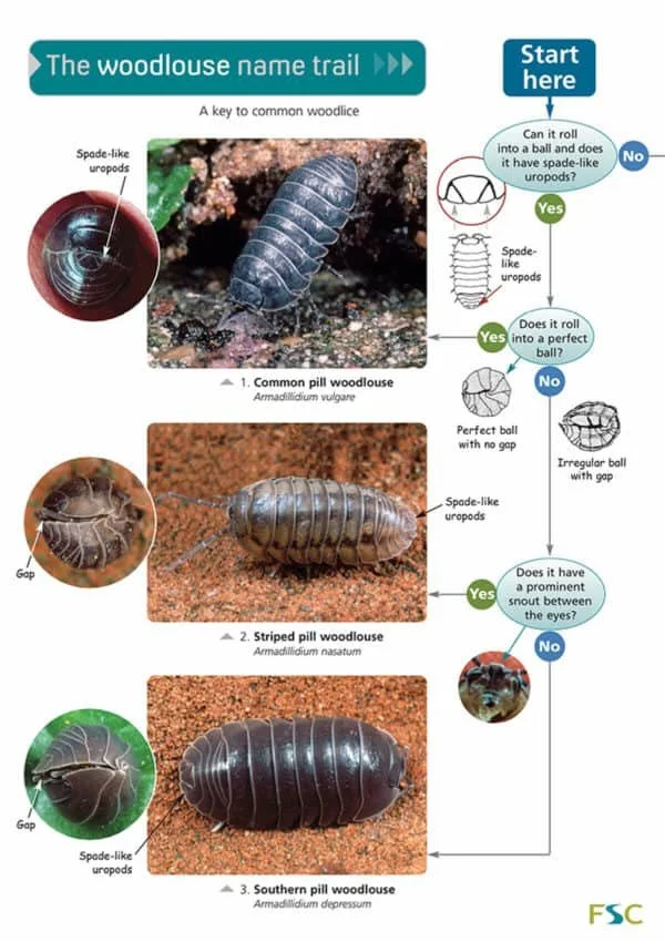OP75a-Woodlice-600x850.jpg