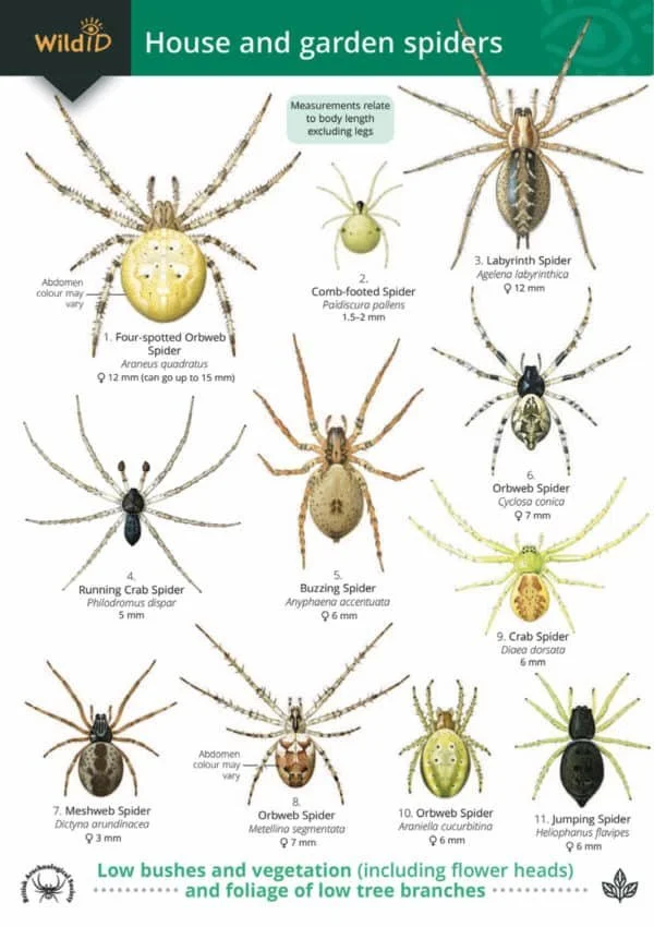 FSC guide to British house spiders