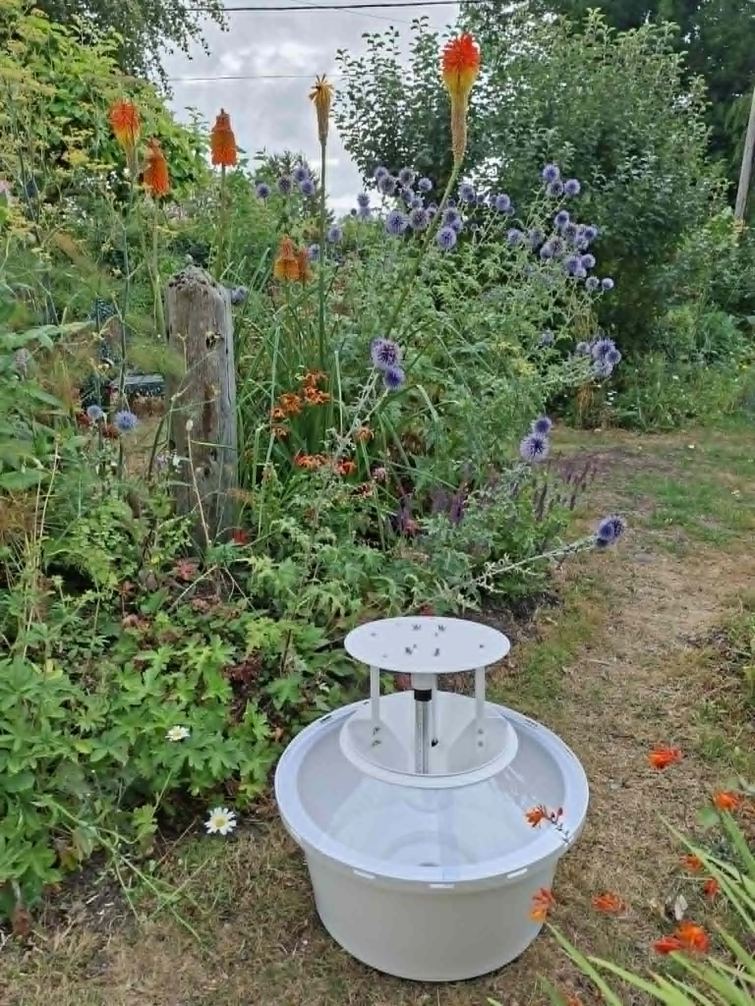 ALS LEd Sphinx garden.jpg