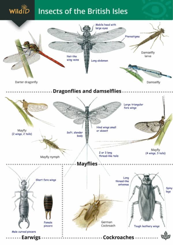 FSC guide to British insects