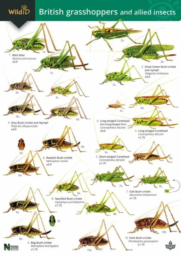 FSC guide to British Grasshoppers