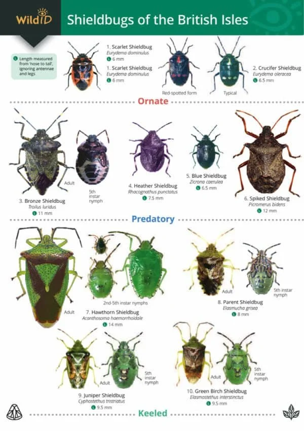 FSC guide to British Sheildbugs