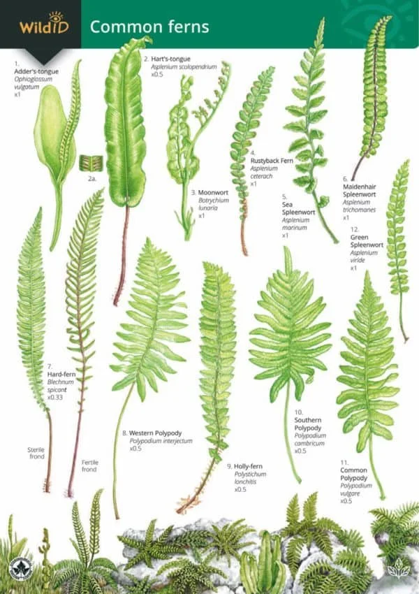 FSC guide to British Ferns