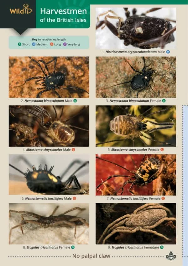 FSC guide to British Harvestman