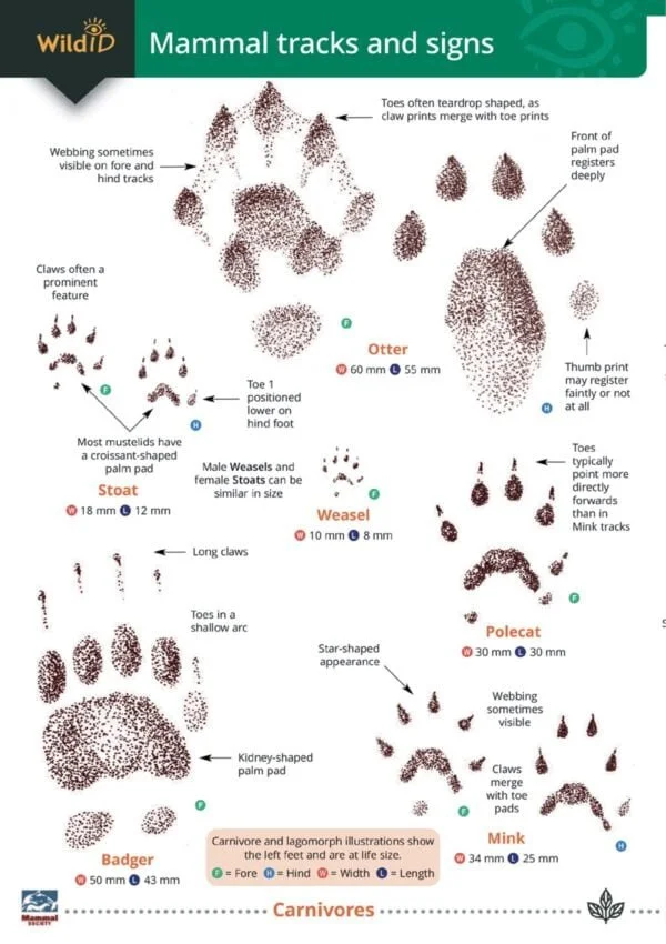 FSC guide to British Land Mammal Tracks