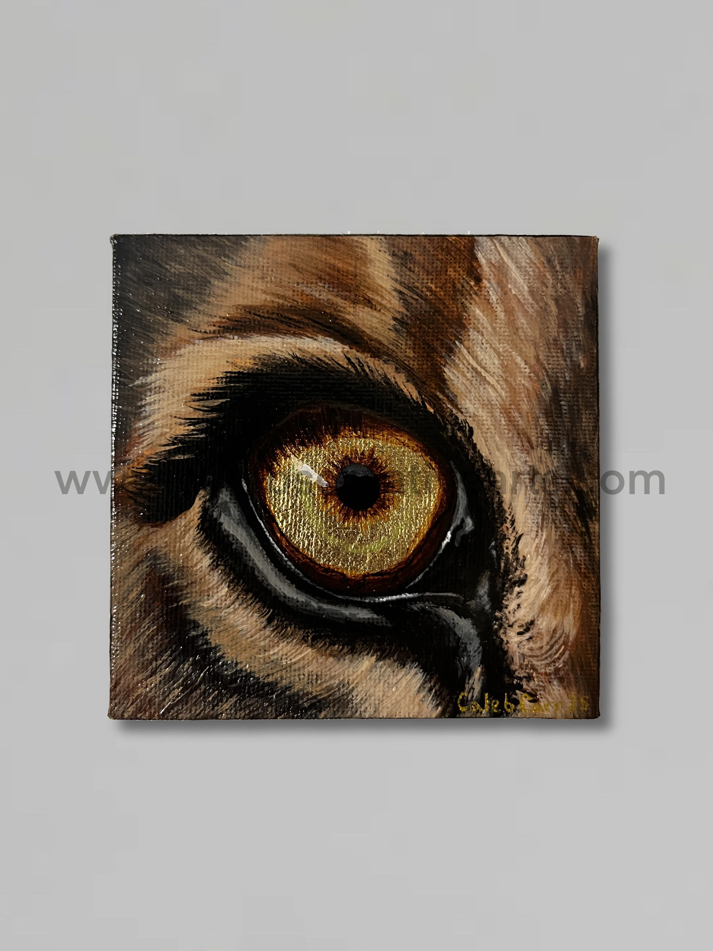 Eye1_websafe.jpg