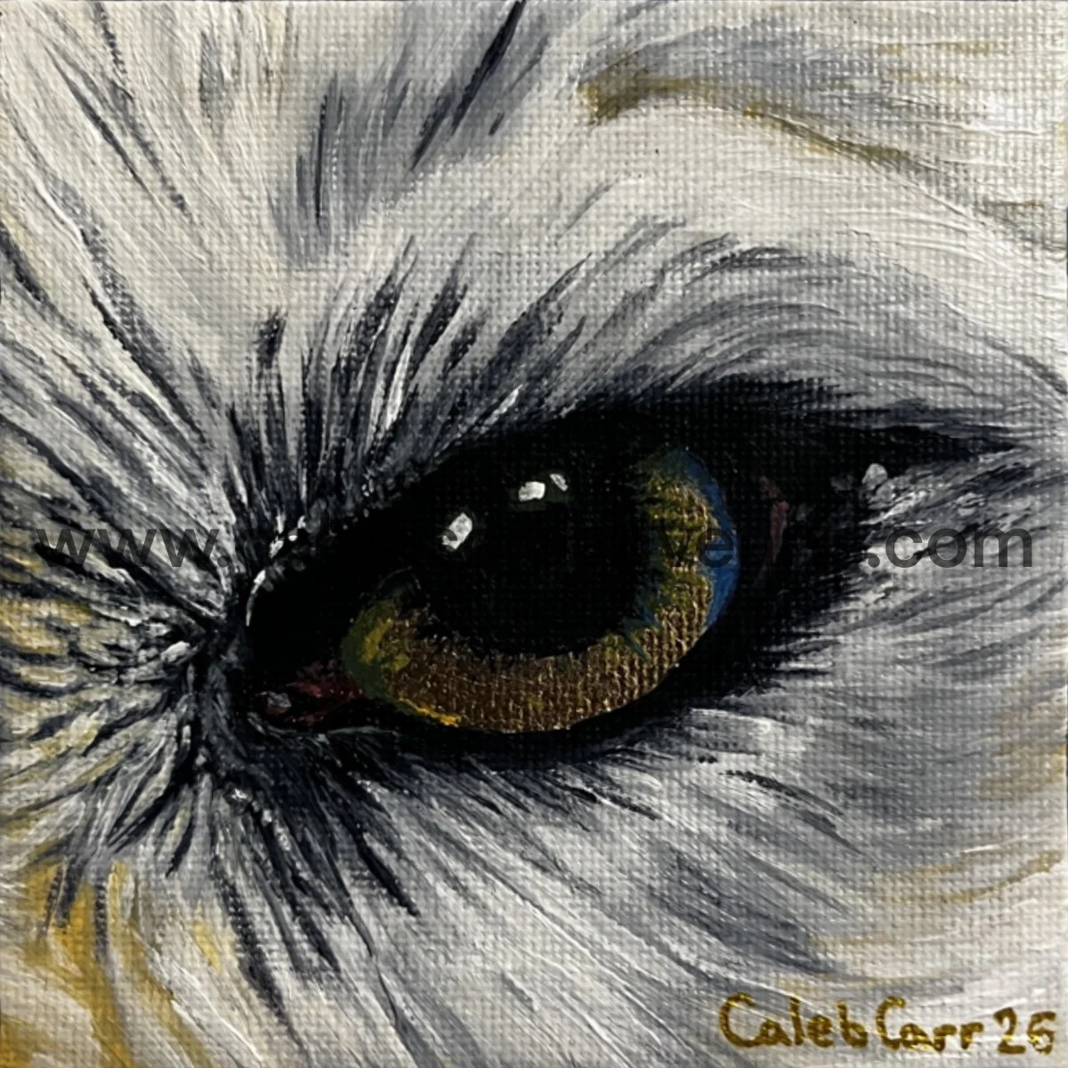 Eye38_websafe2.jpg