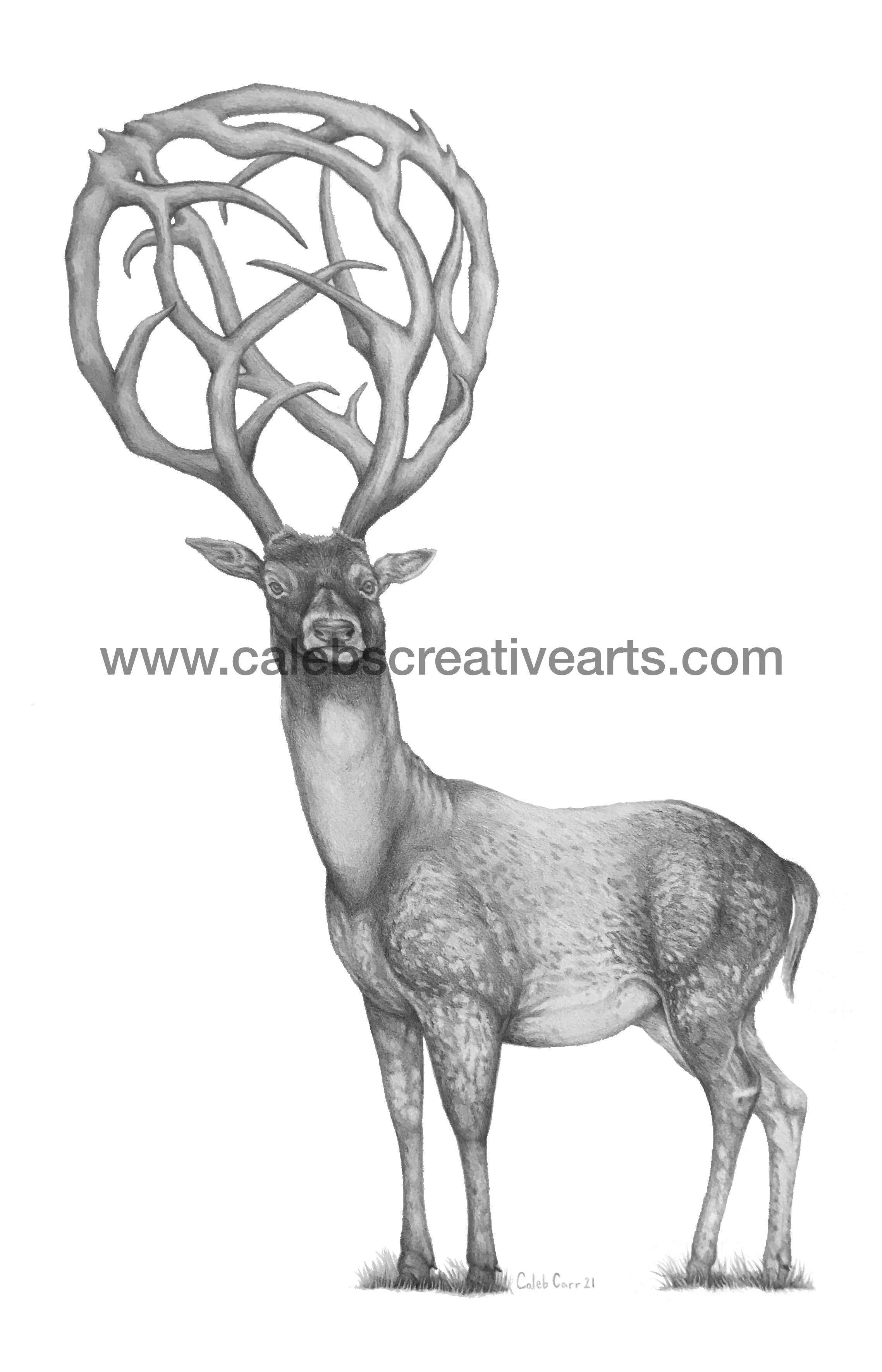 OrbDeer_4.jpg
