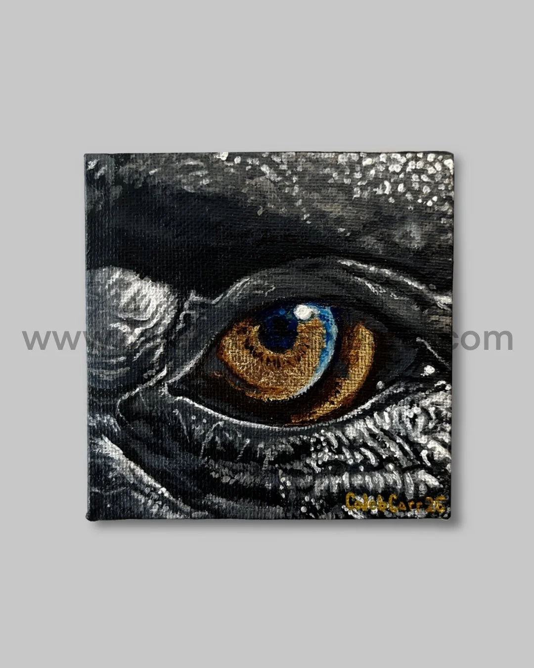 Eye7_websafe.jpg