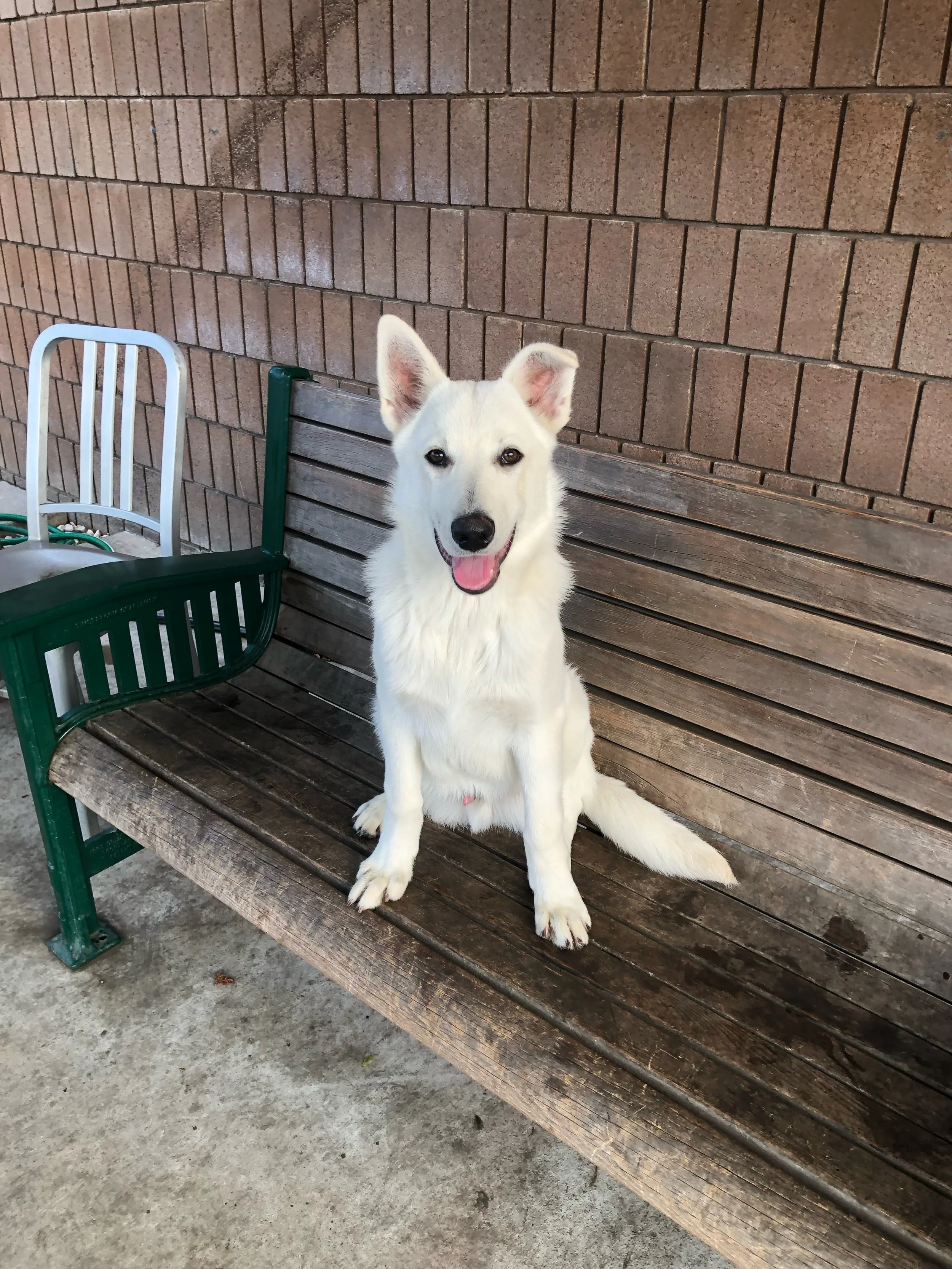 Lodi Animal Services Foundation