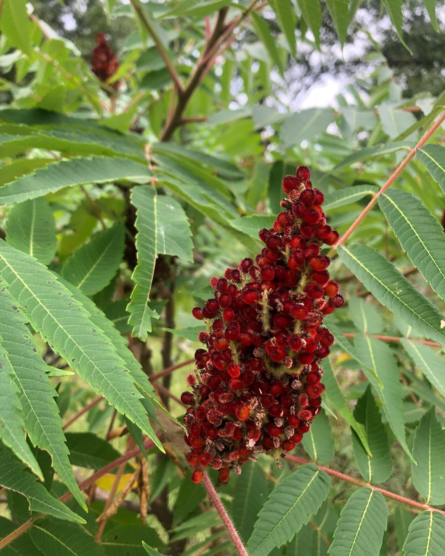 Rhus glabra (sumac) leaf is a great bladder astringent that can help with mild urinary stress incontinence. As for the flower, it&rsquo;s a colorful garnish that provides a touch of citrus acidity to your meats, salads, breads, and so forth.

#incont