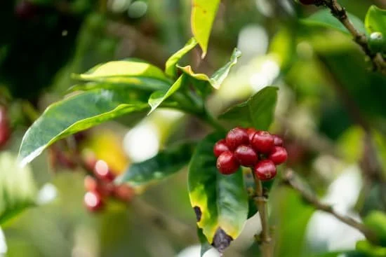 Peru Fairtrade Organic - Medium Light Roast