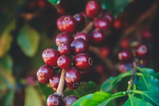 Brazil Serra Negra Natural - Medium Dark Roast