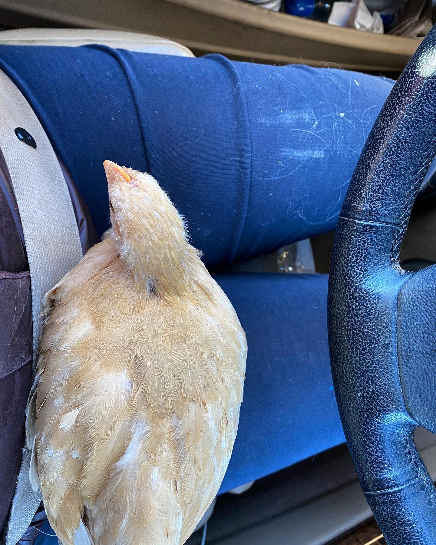 I guess I did not realize it was take your chicken to work day 😄 my daughter has fallen in love with this chick that absolutely loves her. She was living at @rubyranchnc where they started their relationship but now she will live with us in town. Be