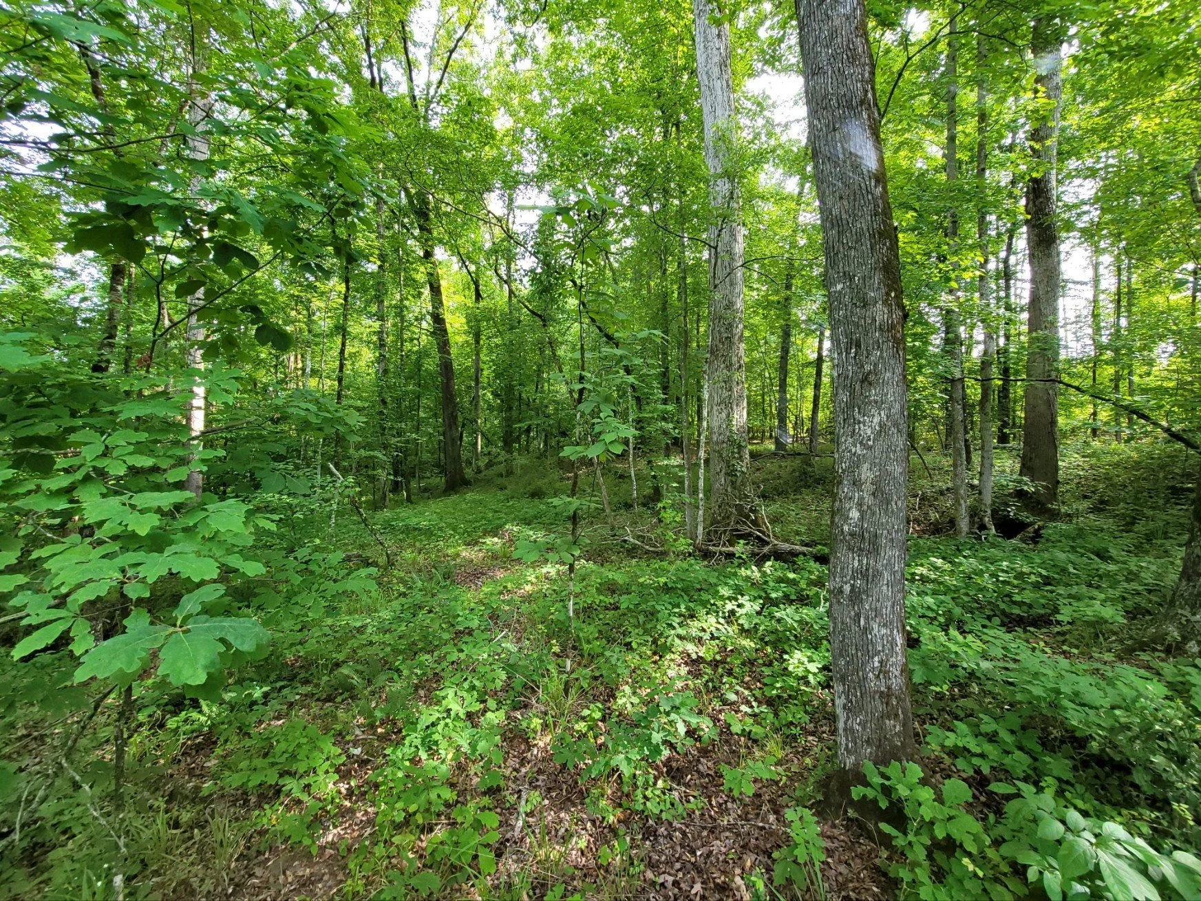 Take a Tour of Beautiful Hamilton Woods in Harris County, Ga. For Sale