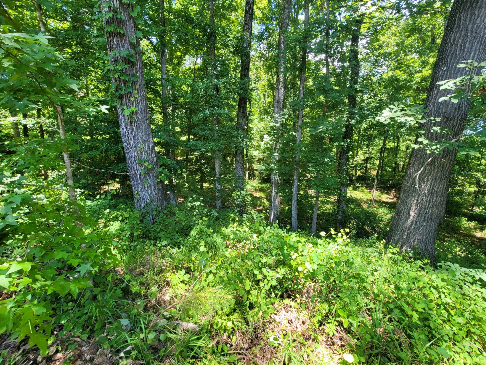 Take a Tour of Beautiful Hamilton Woods in Harris County, Ga. For Sale