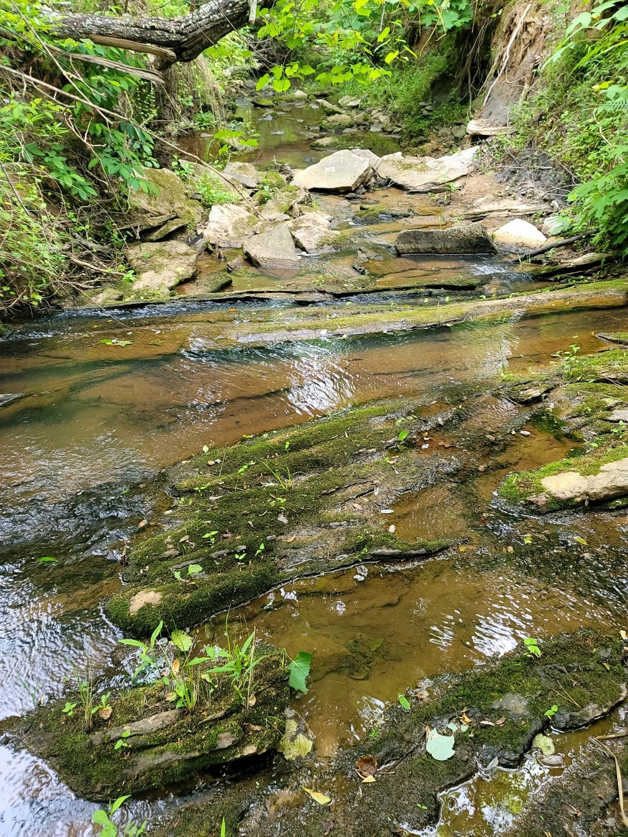 50+ Acre Land Tracts in rural west Georgia for sale now. Owner Financing available. Harris County, Troup County, Muscogee. Hamilton Woods LLC 52 acre property parcels.