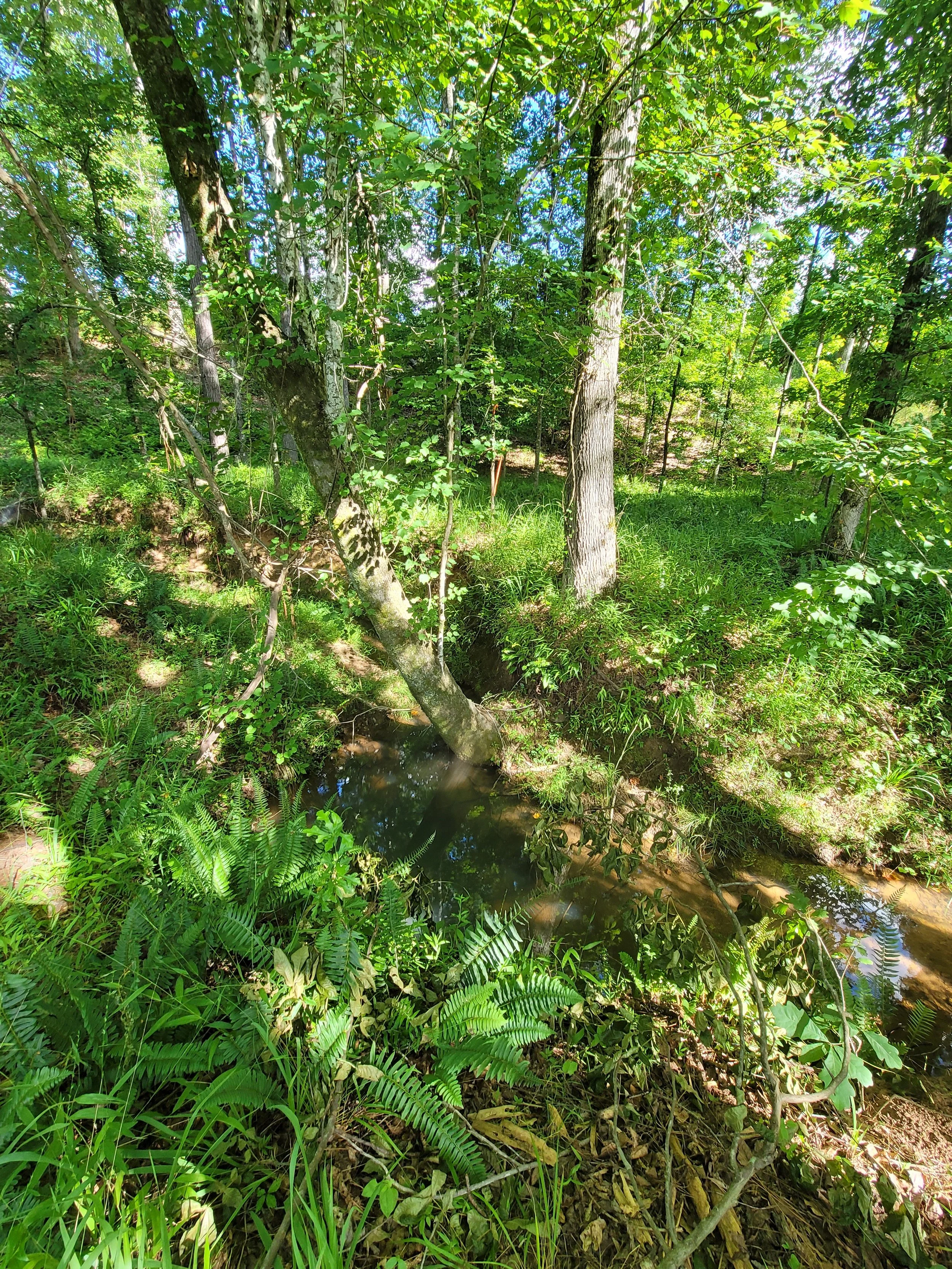 c3 bottom creek crossing.jpg