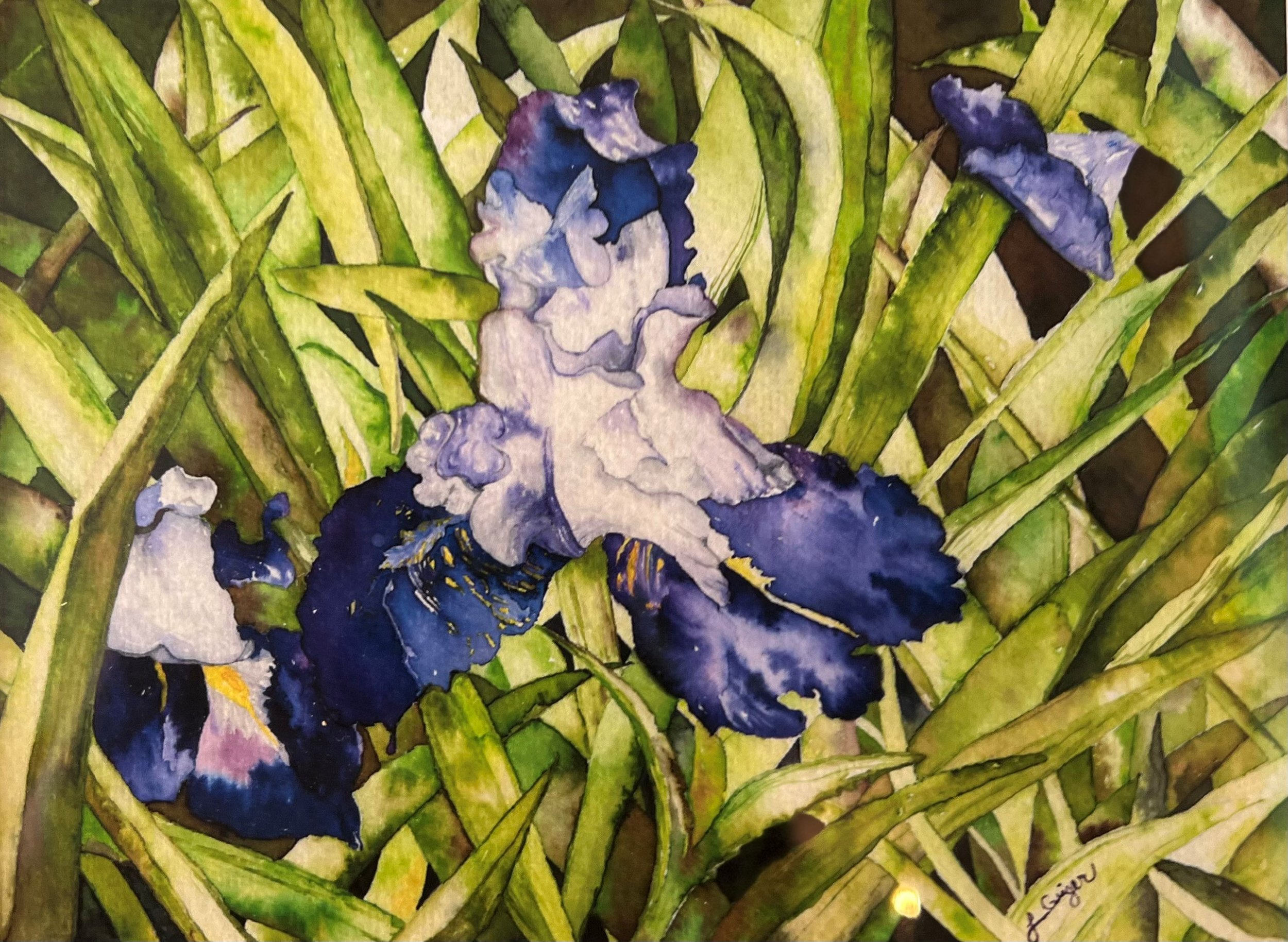 Iris