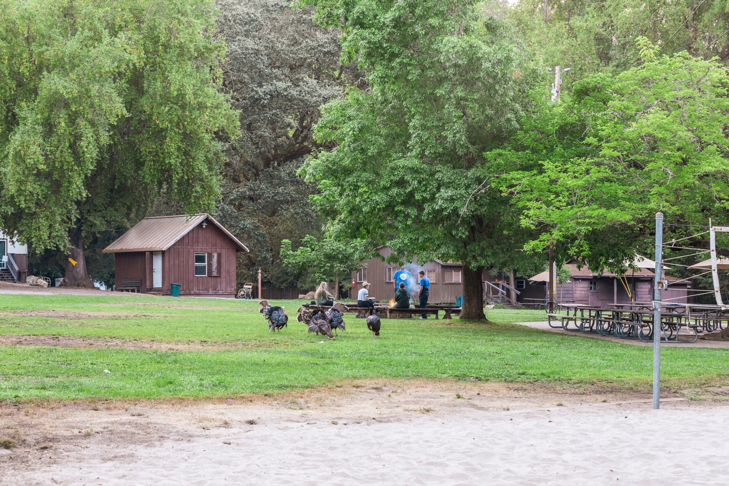 Turkeys running through Daybreak Camp.