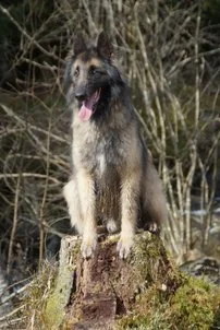 Woodshine's Regal Swansea.jfif