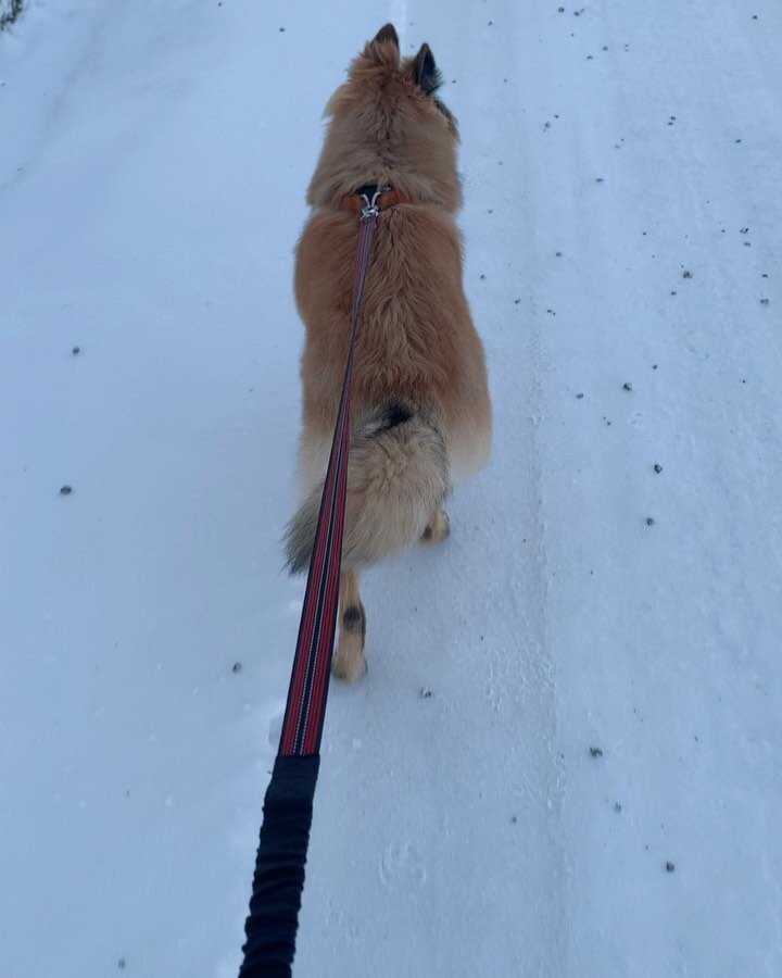 Liten tur p&aring; fjellet i helgen, med nydelig v&aelig;r🤩🥰
-
-
-
-
#kennelwoodshine #belgianshepherd #terv #tervueren #welshcorgi #welshcorgicardigan