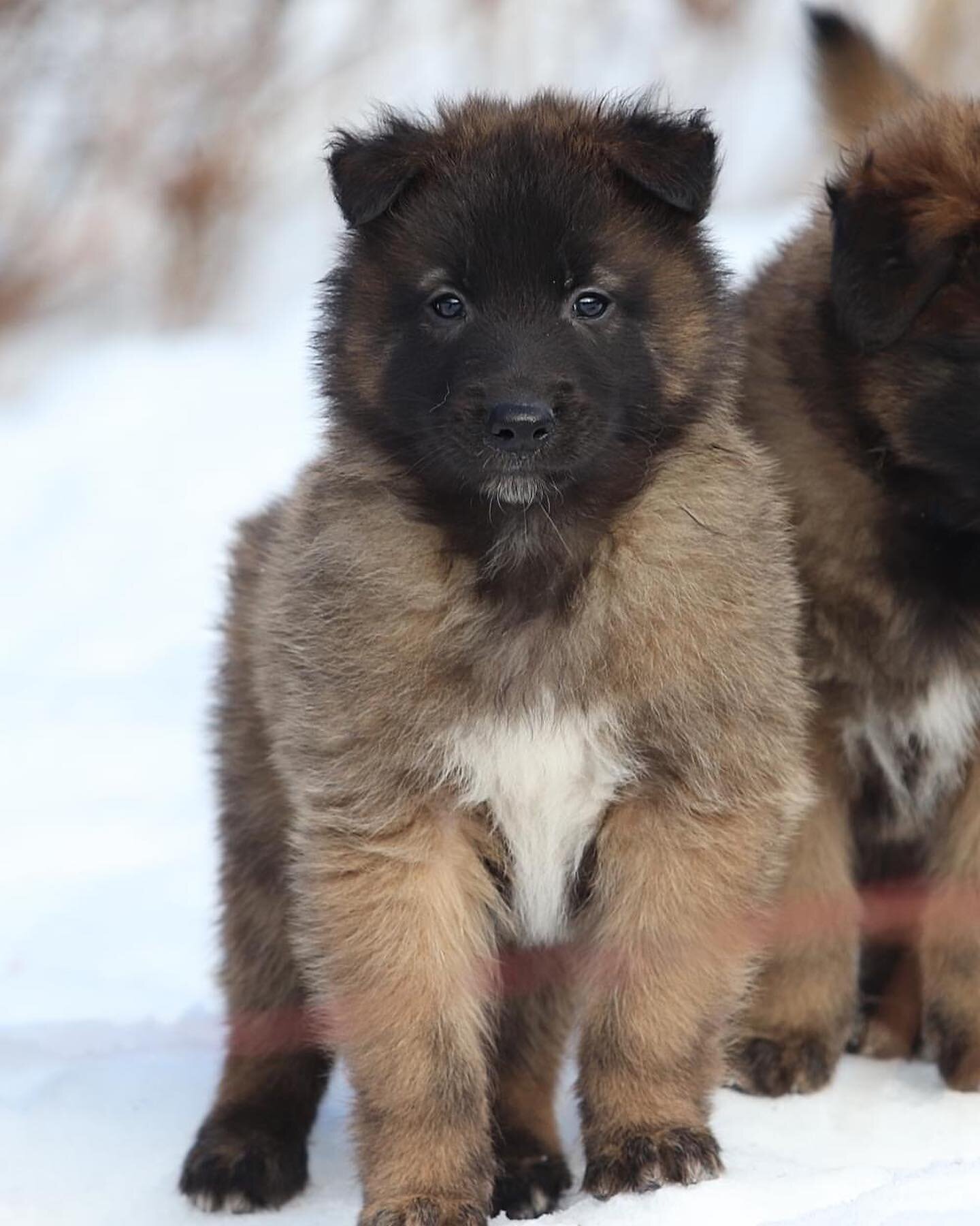 Merete var innom og tok noen bilder av Ronjavalpene❤️

Det er 3 ledige tisper i kullet, samt at vi vurderer deleie p&aring; en av tispene. Hvis du eller noen du kjenner kunne v&aelig;rt interessert i et nytt familiemedlem er Finnannonsen her: https:/