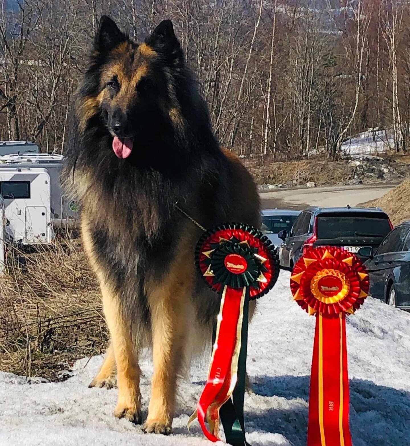 Resultater etter dagens utstilling:

4 tervueren fra kennel Woodshine og to ny championer❤️

Beste hannhund med Cert og Bir samt NUCh til Woodshine&rsquo;s Rafael Englas&oslash;nn . 
2.beste hanne og res-cert til kullbroren Woodshine&rsquo;s Michael 