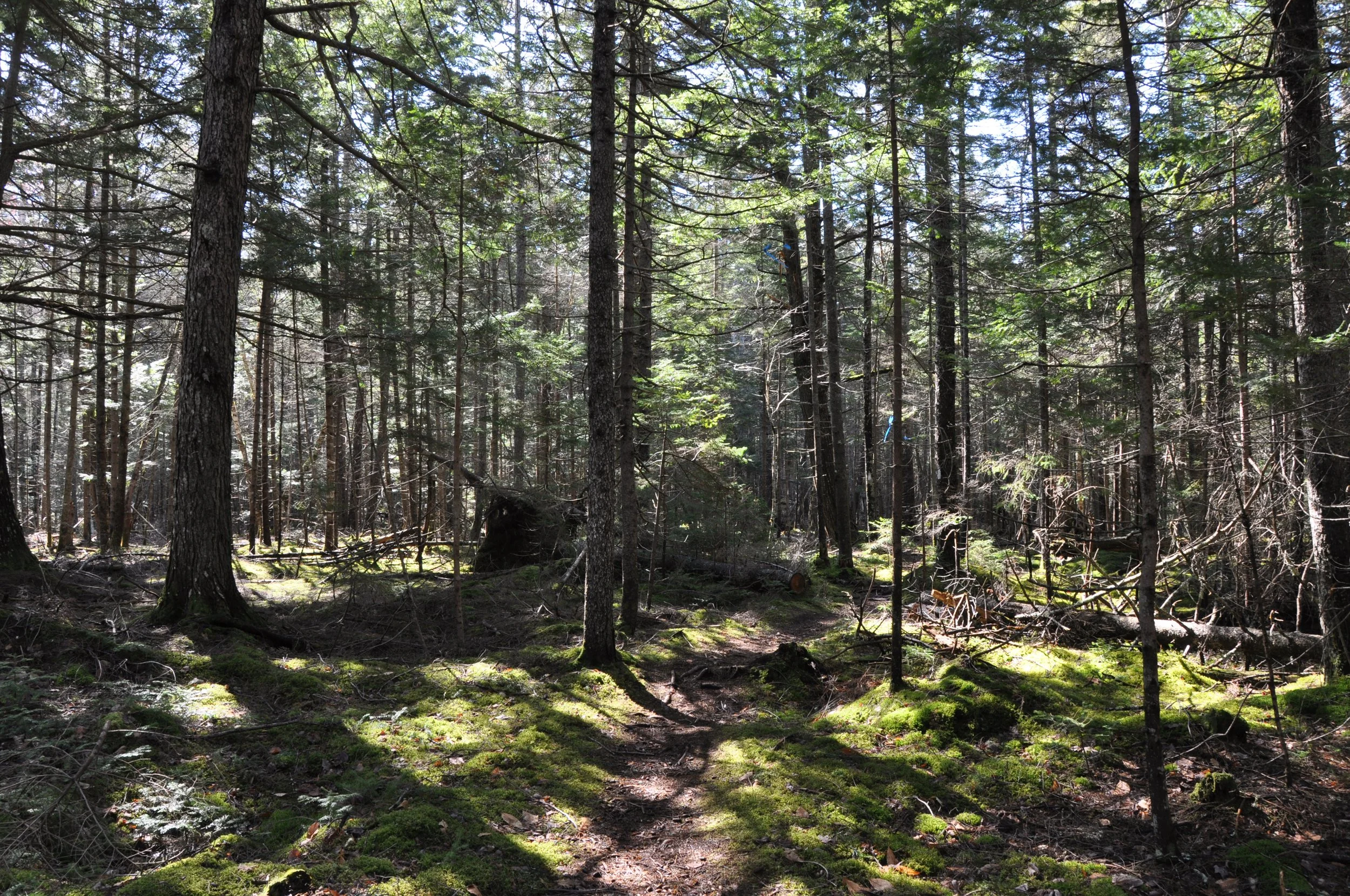 Calderwood_moss-trees-trail_May2020_StephenKarpiak.JPG