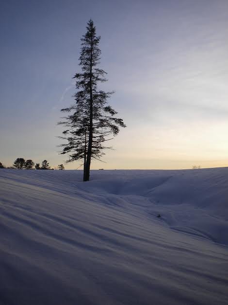 solo tree in snow.jpg