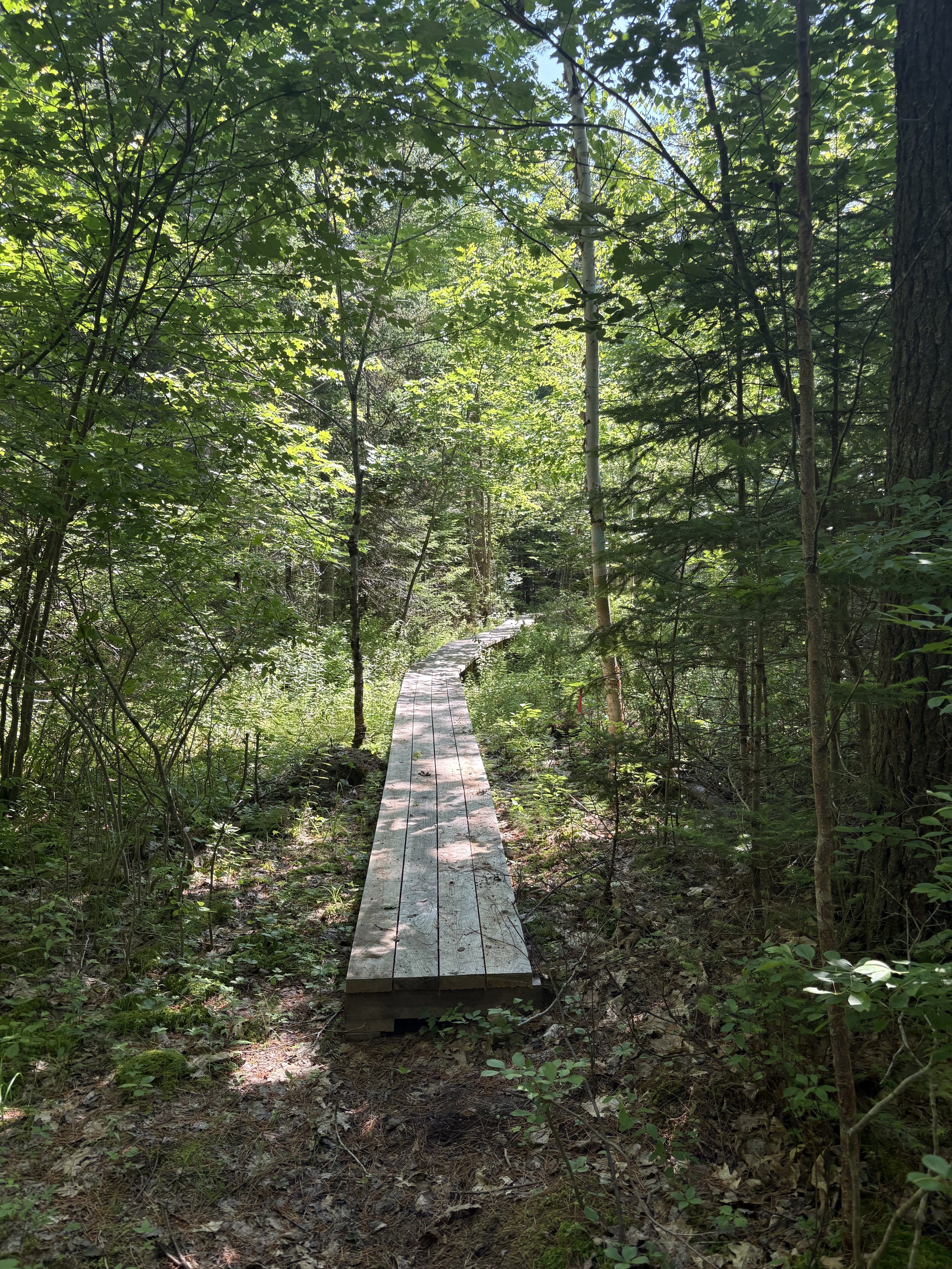 Guided Walk at Simpson Woods