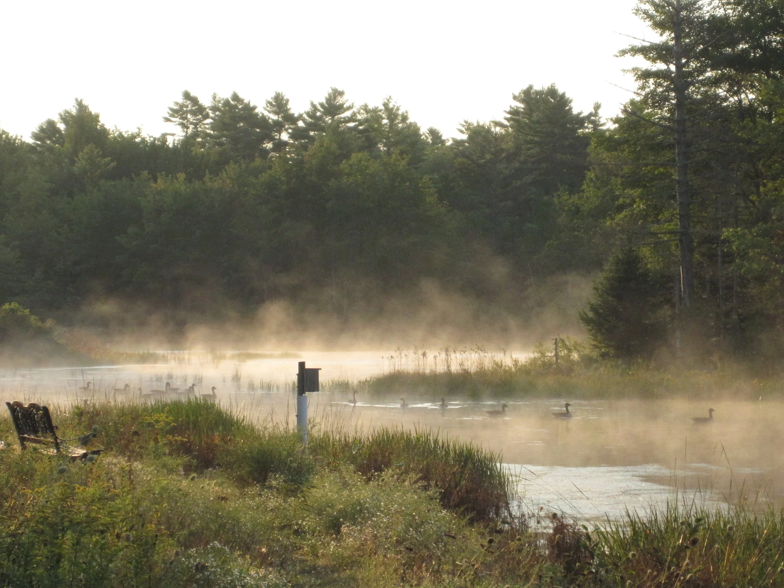 Canada geese October 2012.jpg