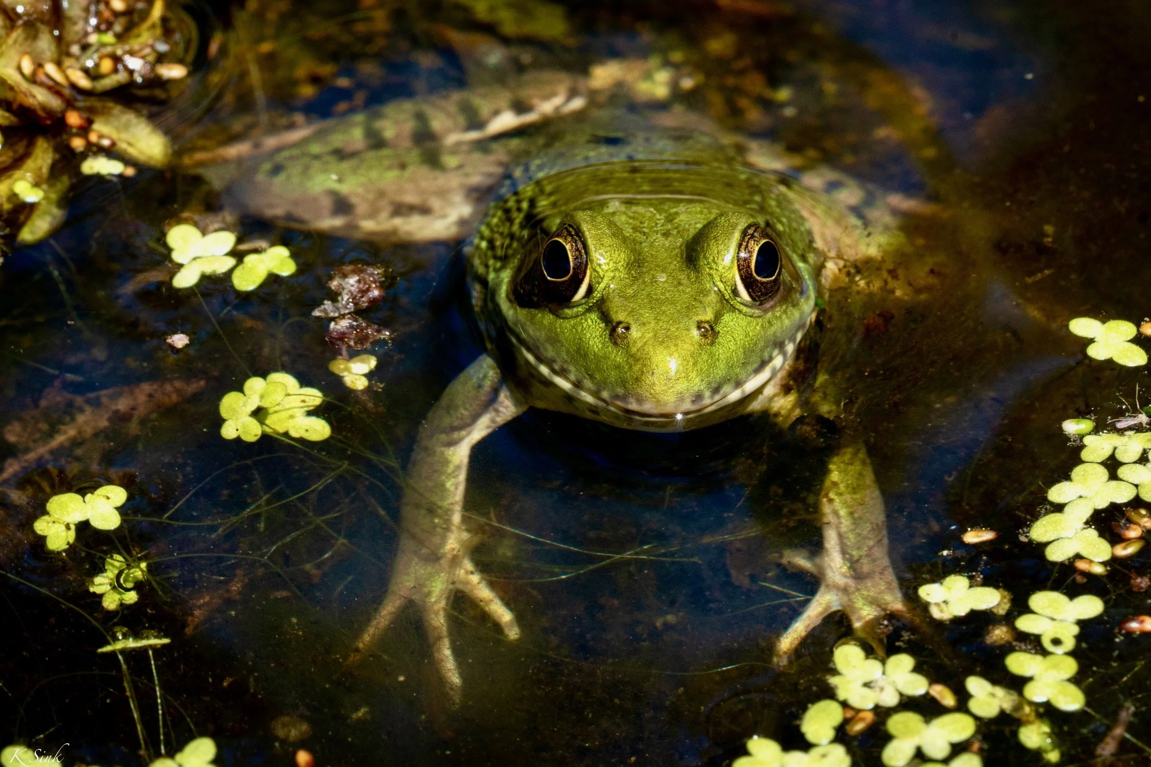Frog_Aug2022.jpg