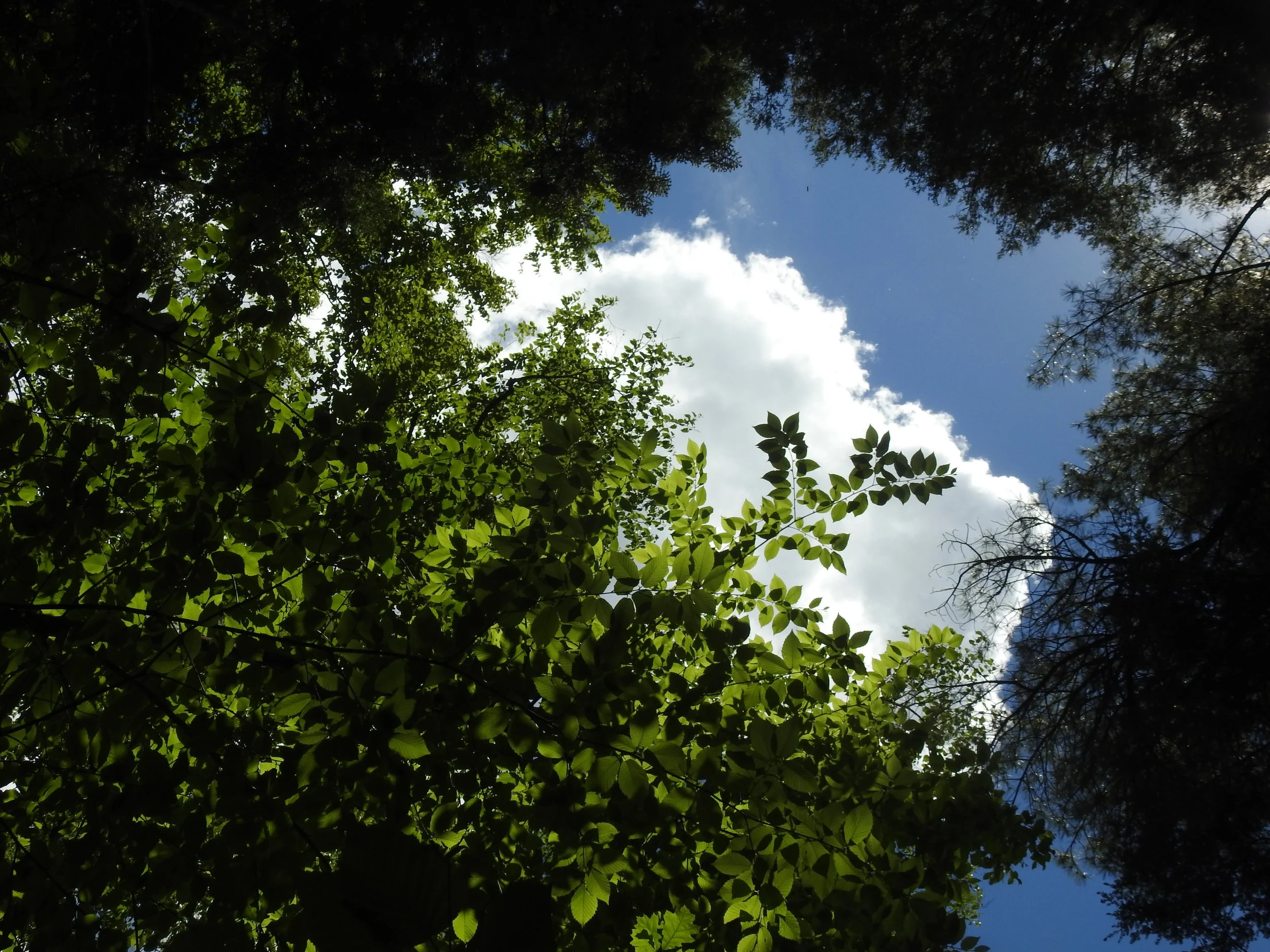 CousinsRiverTrail_Trees-Sky(3)_June2022_AmandaTheall.JPG