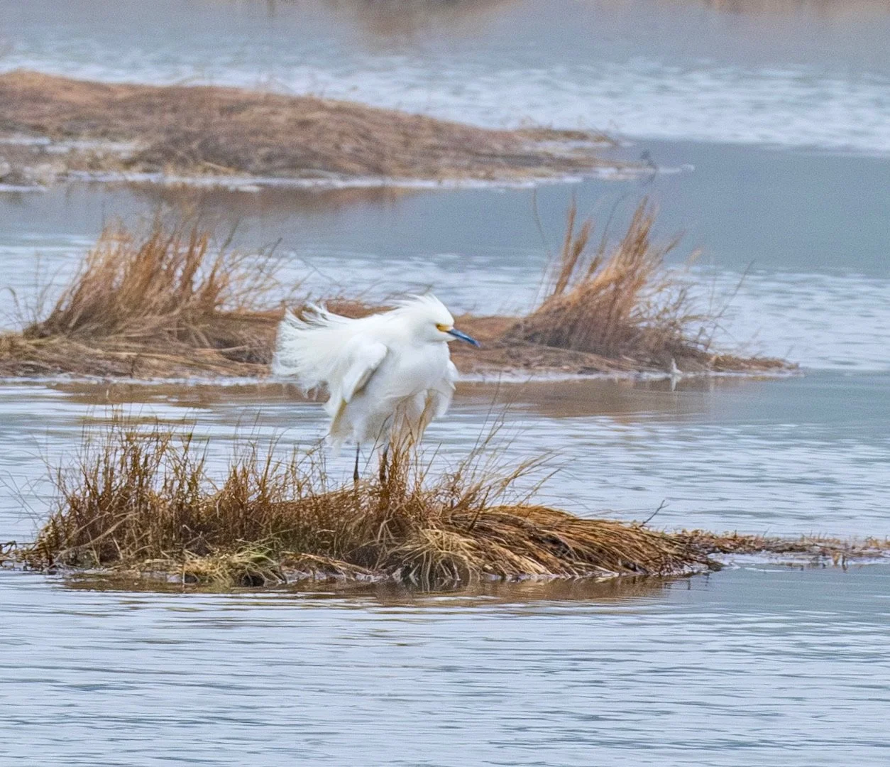 WalshPreserve_SnowyEgret_April2024_c_KarenKurkjian.JPG