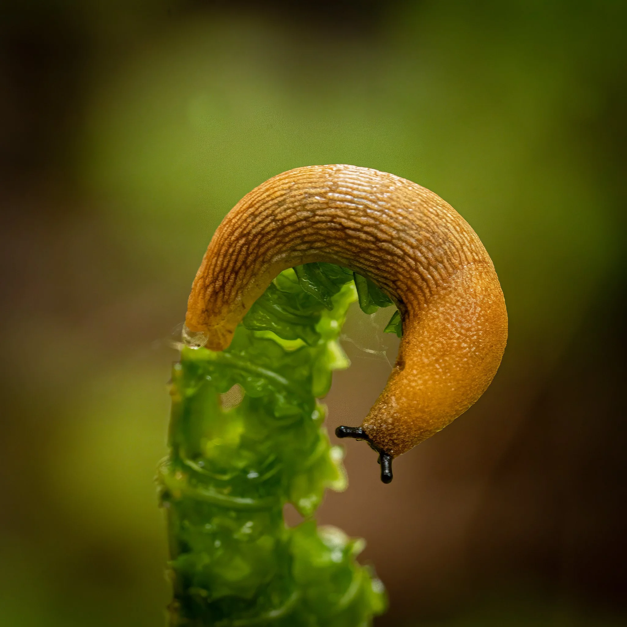 Slug.jpg