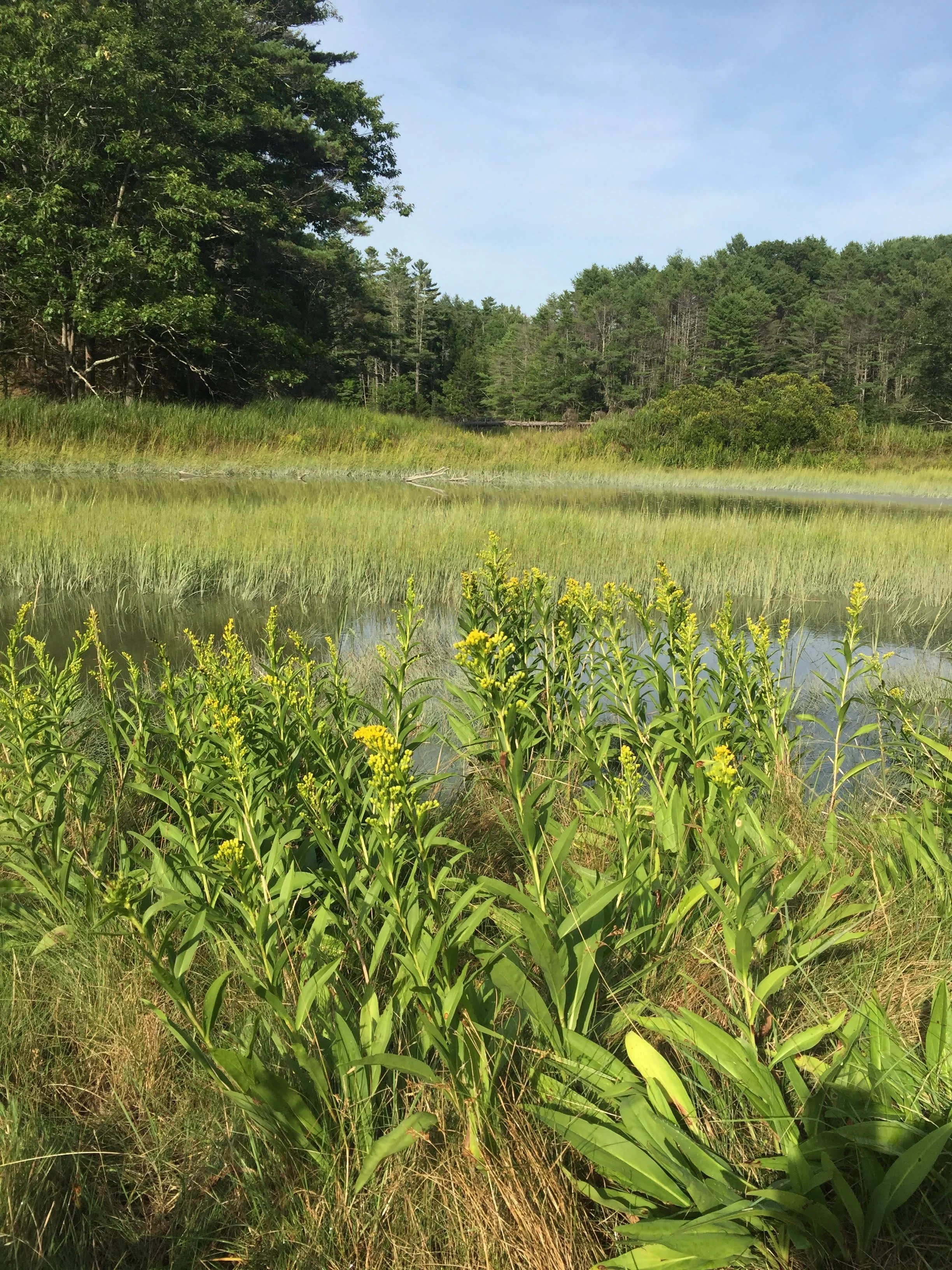 For 2 years, FCT has worked on making Calderwood Preserve more accessible. Please join us in celebrating this milestone!
