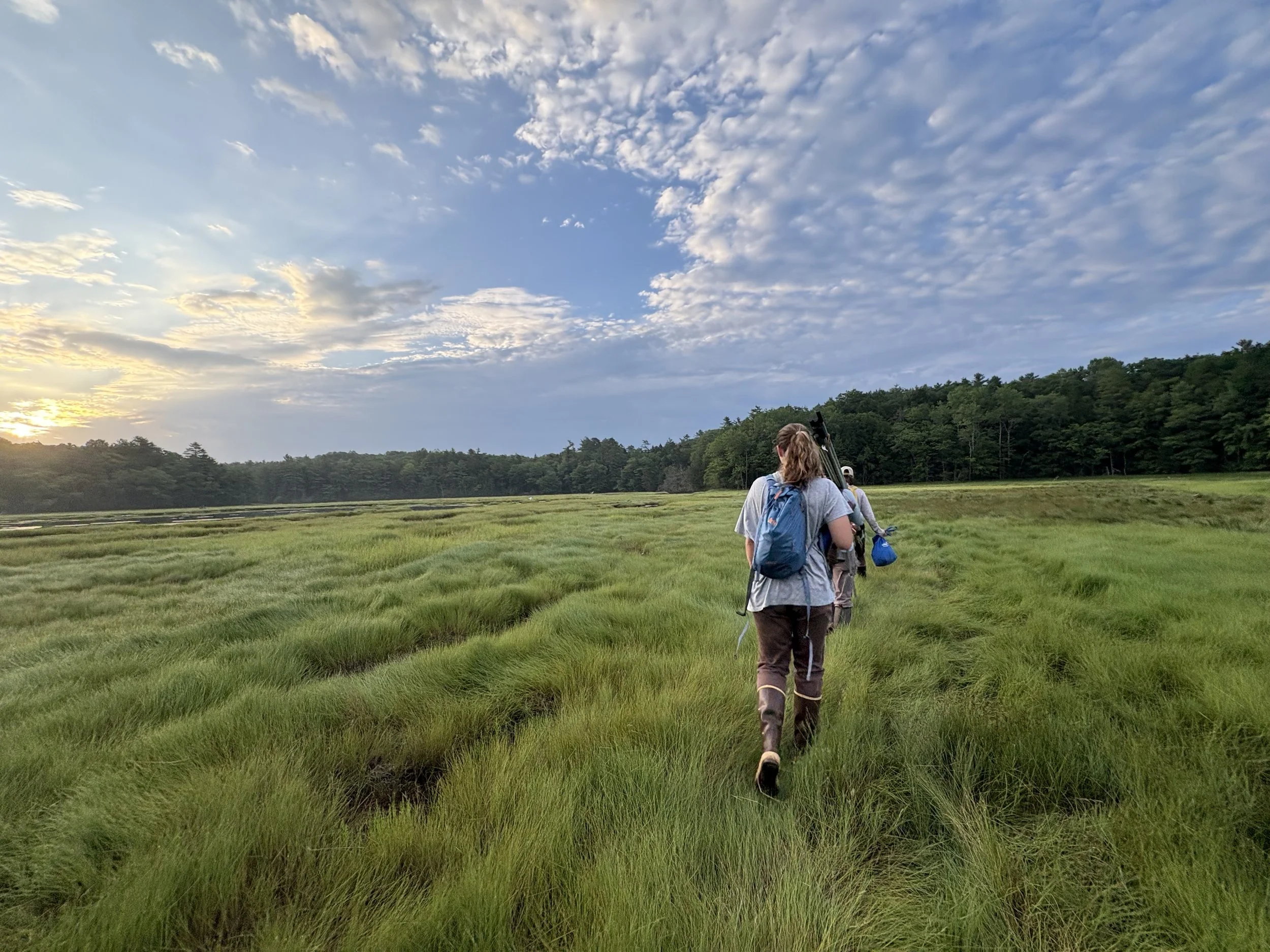 Walsh Preserve_Bird Monitoring_July2025_Audrey Piltch.jpg