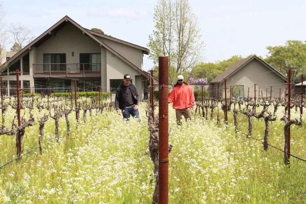 Marioni vineyard.jpeg